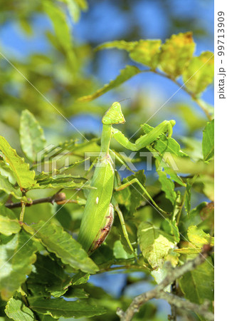 ハラビロカマキリ ハラビロカマキリ 99713909