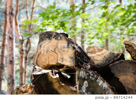 Firewood in the forest. Firewood chopped into small logs stacked in a forest. Sunny weather, autumn. Pines and trees grow in the background. Firewood in the forest. Firewood chopped into small logs stacked in a forest. Sunny weather, autumn. Pines and trees grow in the background. 99714244