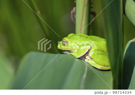 シュレーゲルアオガエル 99714334
