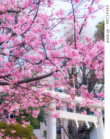 河津桜 河津桜 99714365