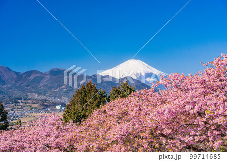 （神奈川県）松田・西平畑公園　河津桜と富士山 99714685
