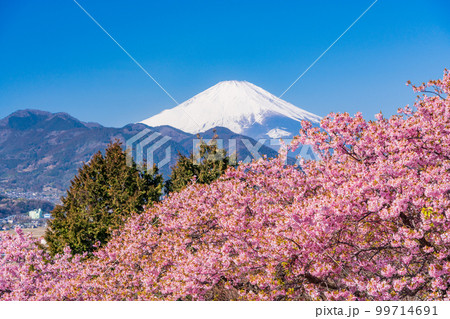 （神奈川県）松田・西平畑公園　河津桜と富士山 99714691
