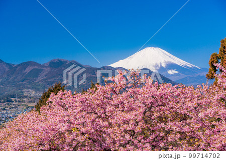 （神奈川県）松田・西平畑公園　河津桜と富士山 99714702