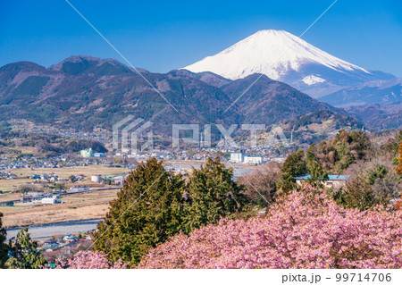 （神奈川県）松田・西平畑公園　河津桜と富士山 99714706