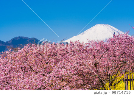（神奈川県）松田・西平畑公園　河津桜と富士山 99714719