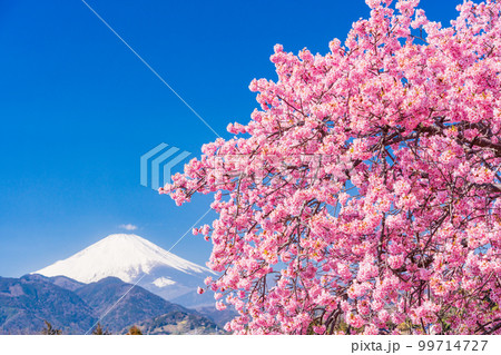 （神奈川県）松田・西平畑公園　河津桜と富士山 99714727