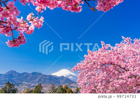 （神奈川県）松田・西平畑公園　河津桜と富士山 99714731