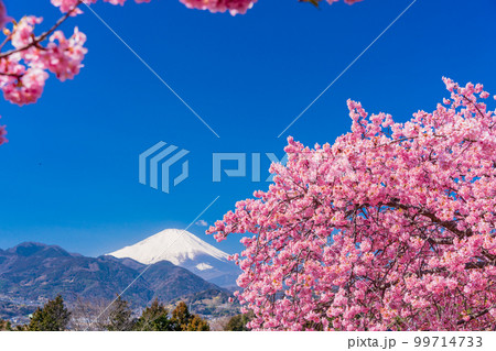 （神奈川県）松田・西平畑公園　河津桜と富士山 99714733