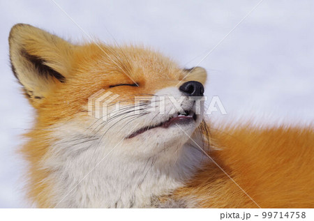 冬のキタキツネ 99714758