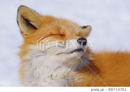冬のキタキツネ 99714761