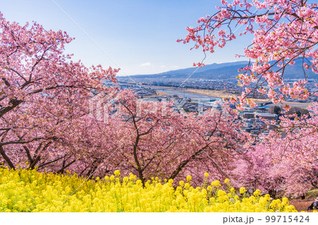 (神奈川県)松田 西平畑公園 散策路の菜の花と河津桜 (神奈川県)松田 西平畑公園 散策路の菜の花と河津桜 99715424