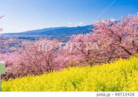 (神奈川県)松田 西平畑公園 散策路の菜の花と河津桜 (神奈川県)松田 西平畑公園 散策路の菜の花と河津桜 99715426