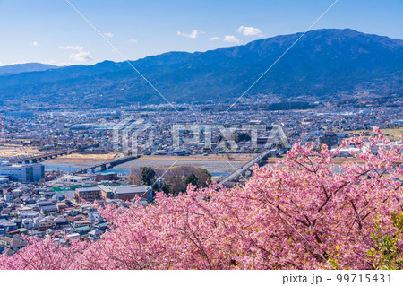 （神奈川県）松田　西平畑公園　散策路の菜の花と河津桜 99715431
