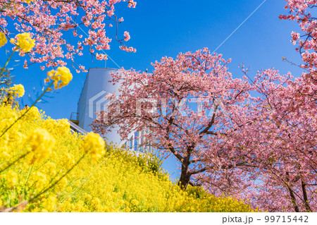 （神奈川県）松田　西平畑公園　散策路の菜の花と河津桜 99715442