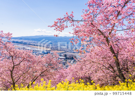 （神奈川県）松田　西平畑公園　散策路の菜の花と河津桜 99715448