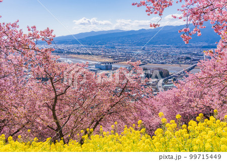 （神奈川県）松田　西平畑公園　散策路の菜の花と河津桜 99715449