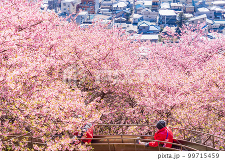 （神奈川県）松田　西平畑公園　散策路の菜の花と河津桜 99715459
