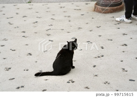 ねこ -尾道で出会える黒猫、ノアール- 99715615