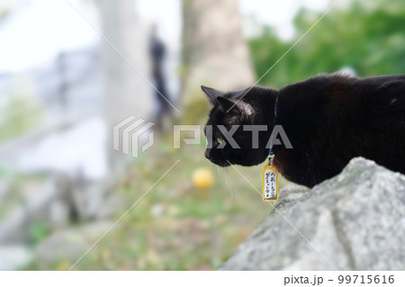 ねこ -尾道で出会える黒猫、ノアール- 99715616