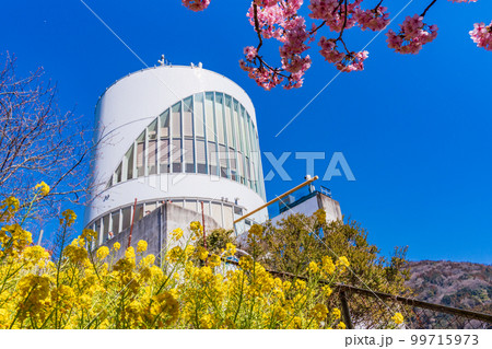 （神奈川県）松田・西平畑公園・松田山ハーブガーデン　菜の花と河津桜 99715973