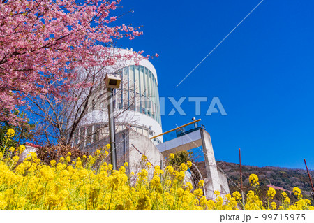 （神奈川県）松田・西平畑公園・松田山ハーブガーデン　菜の花と河津桜 99715975