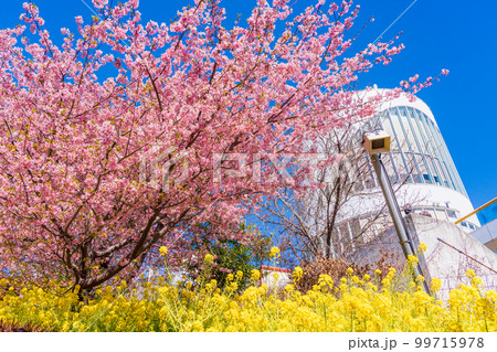 （神奈川県）松田・西平畑公園・松田山ハーブガーデン　菜の花と河津桜 99715978