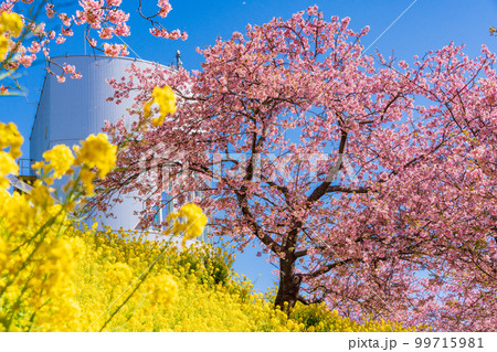 （神奈川県）松田・西平畑公園・松田山ハーブガーデン　菜の花と河津桜 99715981