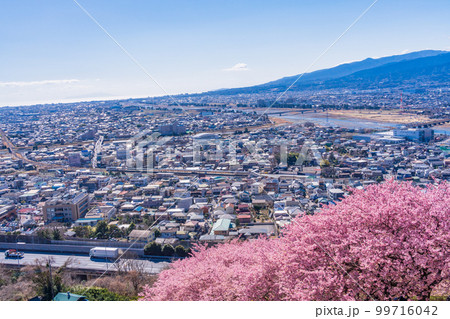 （神奈川県）松田　西平畑公園　河津桜越しに小田原の街並み 99716042