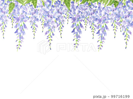 満開の藤棚のイラスト【手描き水彩画】 白バック 透過背景 コピースペース　コピースペースあり 99716199