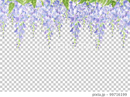 満開の藤棚のイラスト【手描き水彩画】 白バック 透過背景 コピースペース　コピースペースあり 99716199