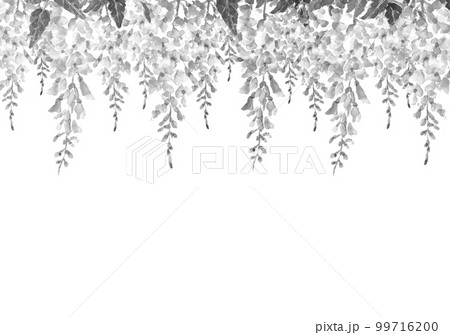 満開の藤棚のモノトーンのイラスト【水墨画風水彩画】 白バック 透過背景 99716200