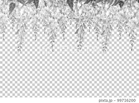 満開の藤棚のモノトーンのイラスト【水墨画風水彩画】 白バック 透過背景 99716200