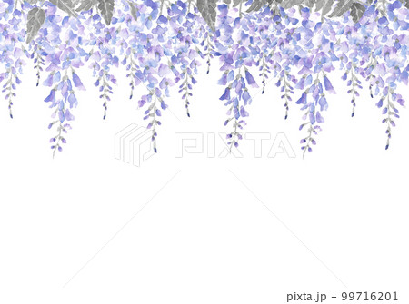 葉がモノトーンの藤棚のイラスト【手描き水彩画】 白バック 透過背景 コピースペース　 99716201