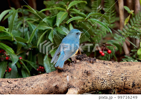 ルリビタキのオス「幸せの青い鳥」 99716249
