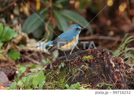ルリビタキのオス「幸せの青い鳥」 99716252