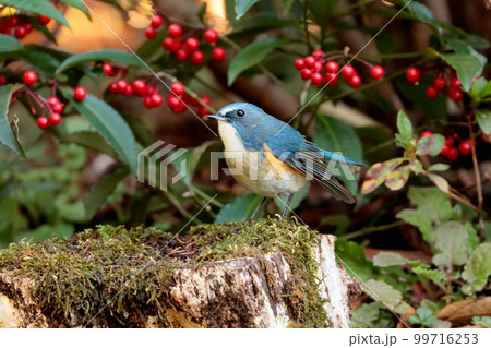 ルリビタキのオス「幸せの青い鳥」 99716253