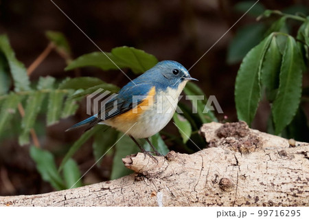 ルリビタキのオス「幸せの青い鳥」 99716295