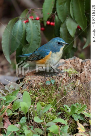 ルリビタキのオス「幸せの青い鳥」 99716329