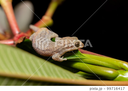 Grandidier's gecko, Geckolepis typica, Kivalo Morondava Madagascar wildlife Grandidier's gecko, Geckolepis typica, Kivalo Morondava Madagascar wildlife 99716417