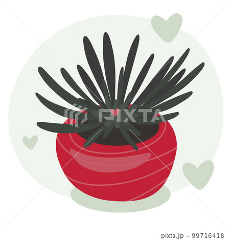 Unusual rare succulent in a red flower pot 99716418