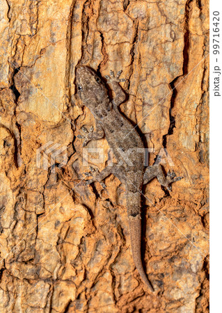 Hemidactylus mercatorius, Tsingy de Bemaraha, Madagascar wildlife Hemidactylus mercatorius, Tsingy de Bemaraha, Madagascar wildlife 99716420