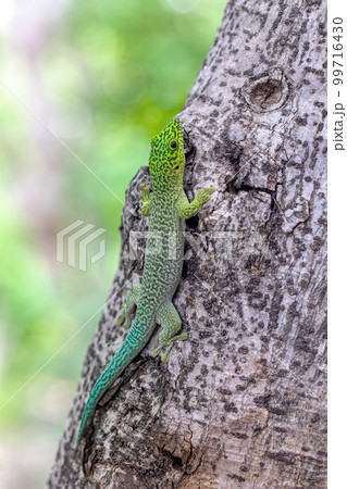 Standing's day gecko, Phelsuma standingi, Zombitse-Vohibasia, Madagascar Standing's day gecko, Phelsuma standingi, Zombitse-Vohibasia, Madagascar 99716430