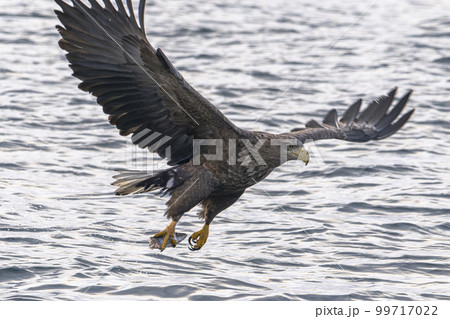 魚を捕らえたオジロワシ 魚を捕らえたオジロワシ 99717022