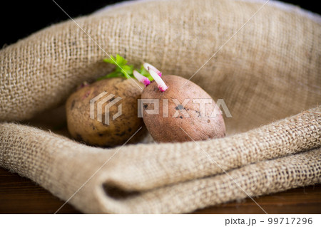Spring potatoes with sprouted sprouts, ready for planting in the ground. 99717296