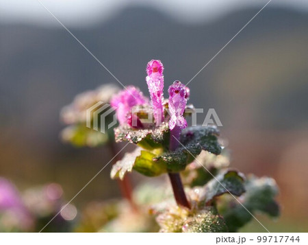 雨上がりの朝のホトケノザ（早春の日ざしを浴びたの花弁と朝露のクローズアップ） 99717744
