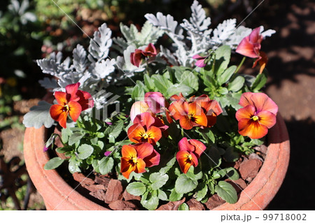 種から育てたパンジーの鉢植え 99718002