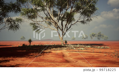 Desert trees in plains of africa under clear sky and dry floor 99718225