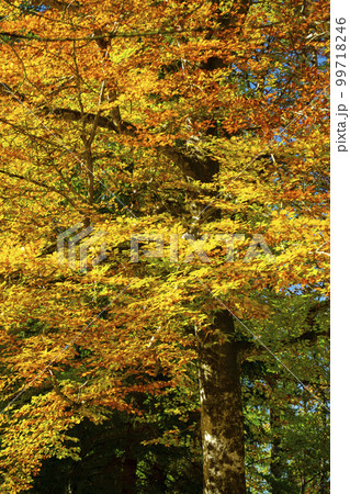 楓 カエデ メープル 99718246