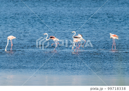 Flamingos at Ria de Aveiro delta Flamingos at Ria de Aveiro delta 99718338