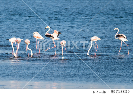Flamingos at Ria de Aveiro delta Flamingos at Ria de Aveiro delta 99718339